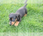 Small Photo #12 Dachshund Puppy For Sale in BLOOMINGTON, IN, USA