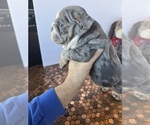 Small #29 Bulldog