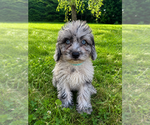 Small #8 Cavapoo (Miniature)