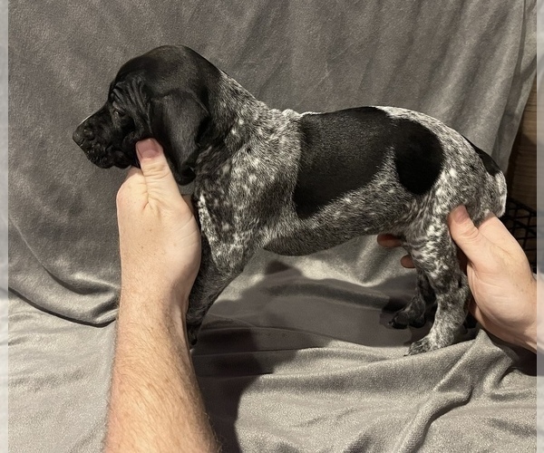 Medium Photo #7 German Shorthaired Pointer Puppy For Sale in MAKANDA, IL, USA
