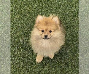 Pomeranian Puppy for sale in INDIANAPOLIS, IN, USA