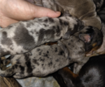 Small Photo #14 Dachshund Puppy For Sale in BON AQUA, TN, USA