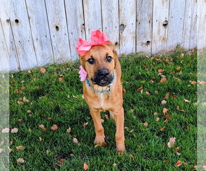 Artie Marie - Female Mutt Dog for Adoption - Photo #15