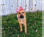 Small Photo #15 Mutt Puppy For Sale in Sandy, UT, USA