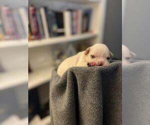 French Bulldog Puppy for sale in EWING, NJ, USA