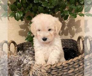 Goldendoodle-Poodle (Miniature) Mix Puppy for sale in NEWMANSTOWN, PA, USA