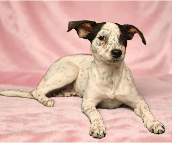 Medium Photo #3 Mutt Puppy For Sale in Royal Palm Beach, FL, USA