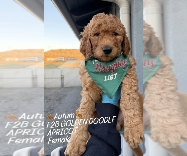 Medium Photo #1 Goldendoodle Puppy For Sale in NORCO, CA, USA