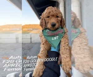 Goldendoodle Puppy for sale in NORCO, CA, USA