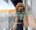 Small Goldendoodle