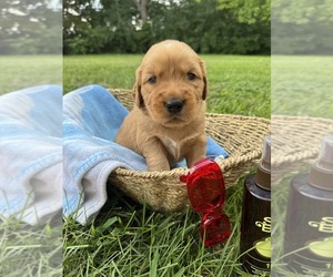 Golden Retriever Litter for sale in HARRISON, OH, USA