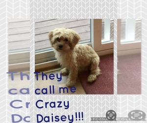 Mother of the Poodle (Toy)-Yorkshire Terrier Mix puppies born on 04/28/2025