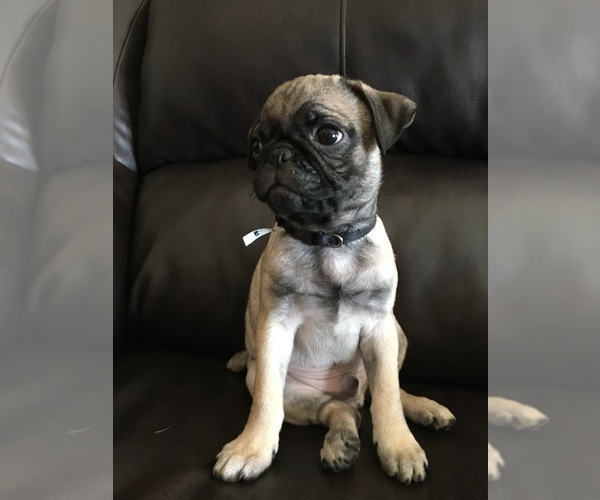 Medium Photo #3 Pug Puppy For Sale in ALBUQUERQUE, NM, USA