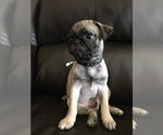 Small Photo #3 Pug Puppy For Sale in ALBUQUERQUE, NM, USA