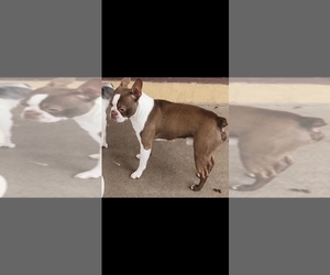 Father of the Boston Terrier puppies born on 06/24/2026