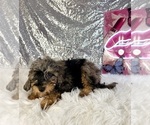 Whistles - Male Bernedoodle (Miniature) (+ Poodle Miniature) Puppy for Sale - Photo #3
