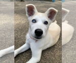Small #8 Siberian Husky Mix