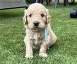 Small Photo #86 Goldendoodle Puppy For Sale in PHOENIX, AZ, USA