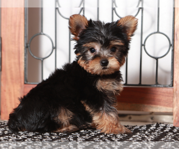 Medium Photo #2 Yorkshire Terrier Puppy For Sale in NAPLES, FL, USA