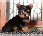 Small #1 Yorkshire Terrier