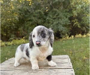 Dachshund Puppy for sale in MIDDLEBURY, IN, USA