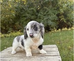 Image preview for Ad Listing. Nickname: Lily