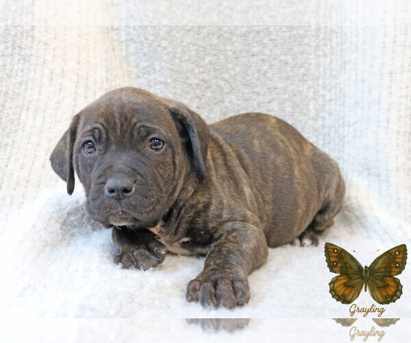 Medium Photo #7 Mutt Puppy For Sale in Wakefield, RI, USA