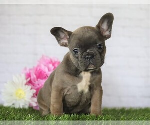 French Bulldog Puppy for sale in FREDERICKSBG, OH, USA