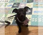 Small #2 Mutt