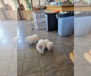 Pomeranian Puppy for sale in FORDLAND, MO, USA