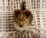 Small Photo #5 Shetland Sheepdog Puppy For Sale in FORT MORGAN, CO, USA