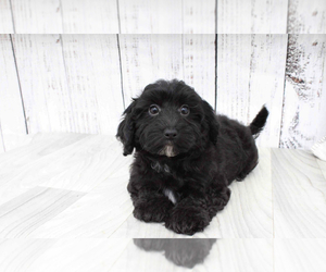 Poovanese Puppy for sale in MARIETTA, GA, USA