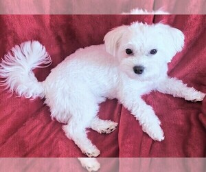 Mother of the Maltese puppies born on 04/19/2021
