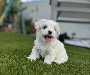 Maltese Litter for sale in BOCA RATON, FL, USA