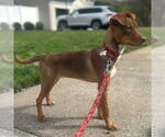 Small #5 Mutt