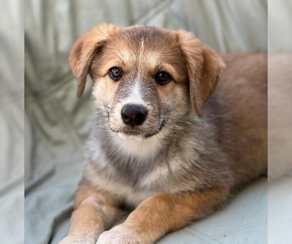 Medium Photo #1 Labrador Retriever-Unknown Mix Puppy For Sale in San Diego, CA, USA