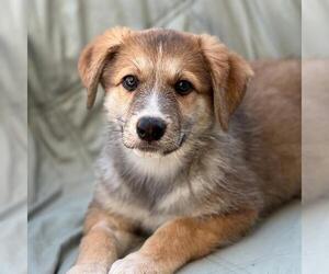 Labrador Retriever-Unknown Mix Dogs for adoption in San Diego, CA, USA