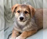 Napoleon Dynamite Pup - Heder - Male Labrador Retriever-Unknown Mix Dog for Adoption - Small photo