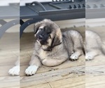 Image preview for Ad Listing. Nickname: Arctic