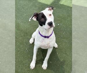 American Pit Bull Terrier-Unknown Mix Dogs for adoption in Boston, MA, USA