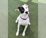 Small American Pit Bull Terrier Mix