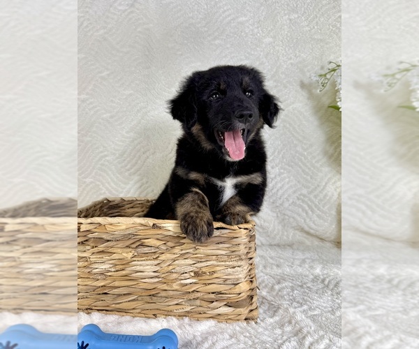 Medium Photo #1 Golden Shepherd Puppy For Sale in GREENFIELD, IN, USA