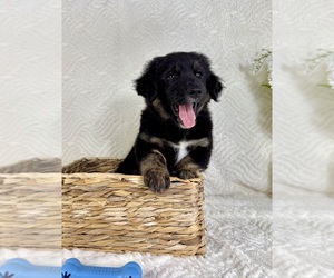 Golden Shepherd Puppy for sale in GREENFIELD, IN, USA