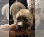 Small #32 Pomsky
