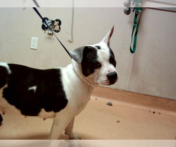 Medium Photo #1 Mutt Puppy For Sale in Martinez, CA, USA