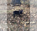Small Photo #5 French Bulldog Puppy For Sale in FREDERICKSBURG, TX, USA