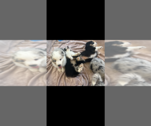Australian Shepherd Puppy for Sale in GLENDALE, Arizona USA
