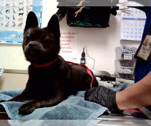 Pomeranian-Unknown Mix Dogs for adoption in Martinez, CA, USA