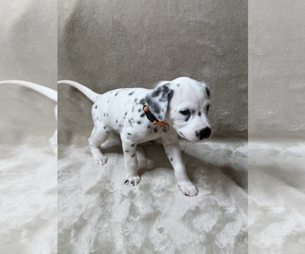 Medium Photo #3 Dalmatian Puppy For Sale in FORT WORTH, TX, USA