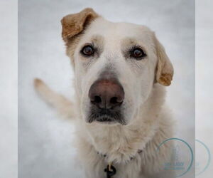 AC - Cantaloupe - Female Labrador Retriever Dog for Adoption - Photo #13